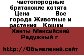 чистопородные британские котята › Цена ­ 10 000 - Все города Животные и растения » Кошки   . Ханты-Мансийский,Радужный г.